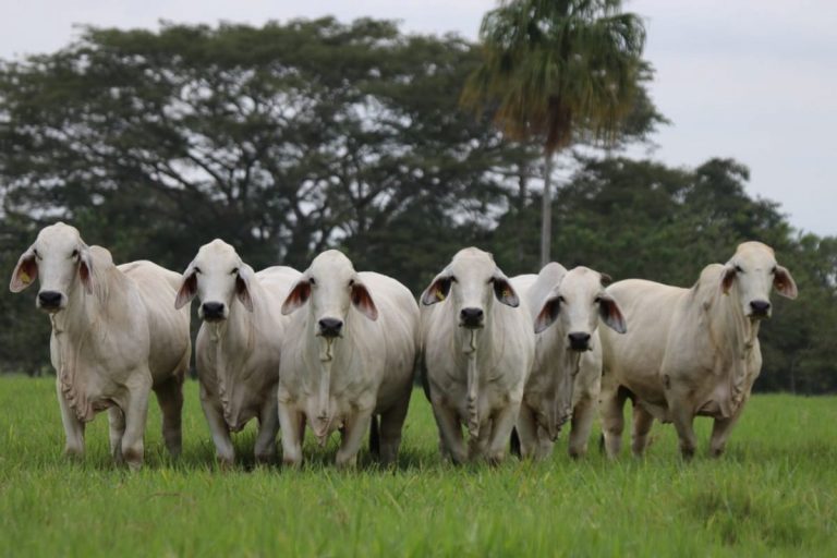 Lee más sobre el artículo Paso a paso para asegurar comida al ganado durante temporada seca